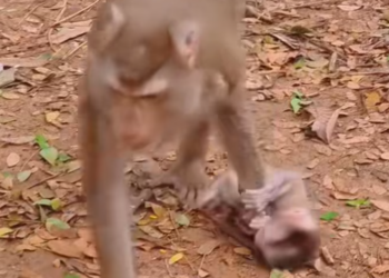 T1601045 Shaking in silence, wishing for a small miracle.