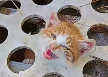 T1601046 No life is meant to suffer like this.