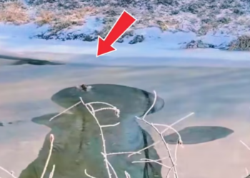 T1601047 Every wound is a reminder of cruelty.