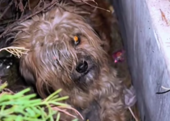 T1601049 Even when the world turned away, it kept living.