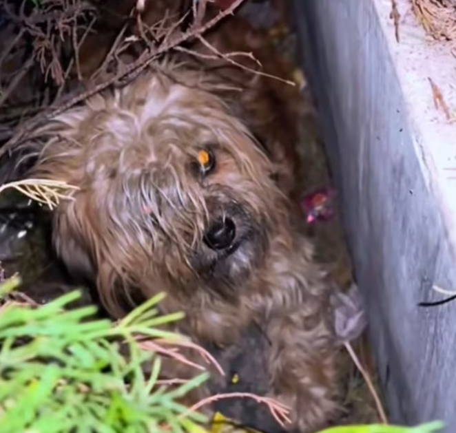 T1601049 Even when the world turned away, it kept living.