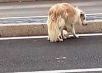 T2101001,They look cute on the outside but behind those eyes is a story of survival and longing for love 💔 #animalrescue #lovedogs #kindness