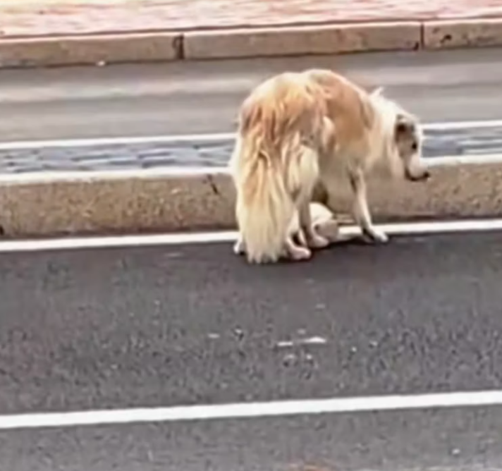 T2101001,They look cute on the outside but behind those eyes is a story of survival and longing for love 💔 #animalrescue #lovedogs #kindness