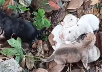 T0201022 Each scream carried pain and panic.