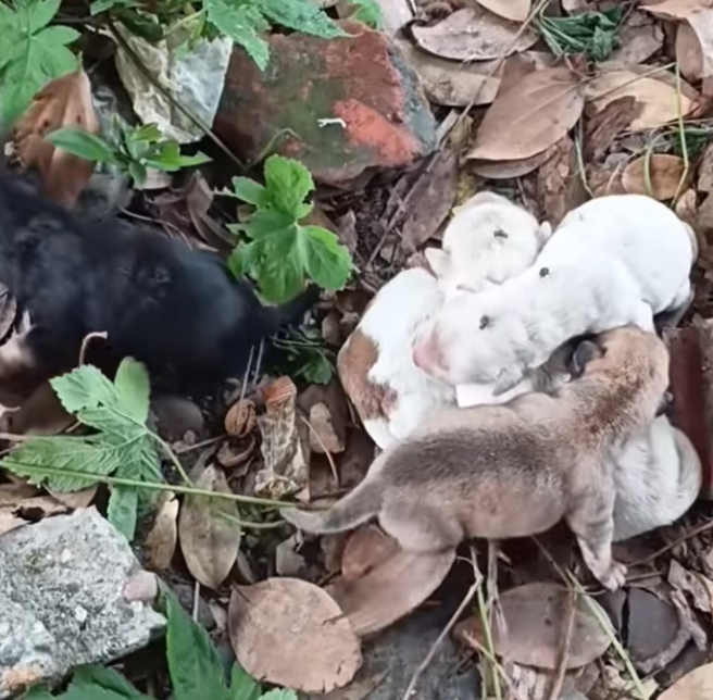 T0201022 Each scream carried pain and panic.