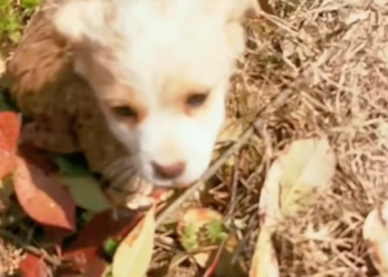 T2101002,So small and adorable yet silently carrying a past no one noticed 😢 #cuteanimals #dogrescue #hope