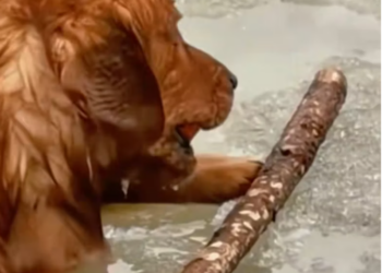 T2101003,Cute moments often hide painful beginnings would you guess what this dog has been through 💔 #animalstory #lovedogs