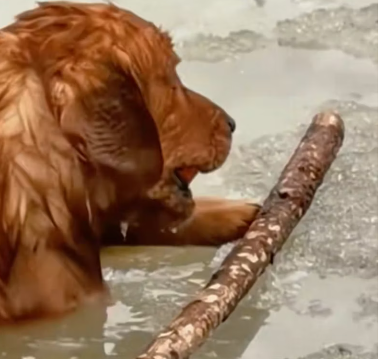 T2101003,Cute moments often hide painful beginnings would you guess what this dog has been through 💔 #animalstory #lovedogs