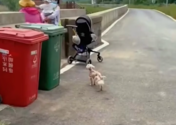 T2101004,Behind this sweet face is a journey full of fear pain and unexpected hope 😢 #dogrescue #animalcare