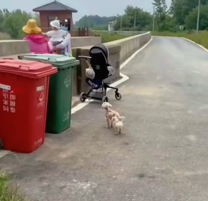 T2101004,Behind this sweet face is a journey full of fear pain and unexpected hope π’ #dogrescue #animalcare