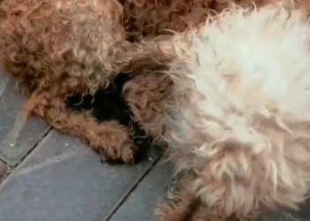 T2101005,They call it cute but this life was once ignored and left behind 💔 #animalrescue #lovedogs