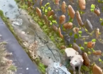 T2101006,A gentle soul with a heartbreaking past some stories start in pain before finding warmth 😢 #dogrescue #hope