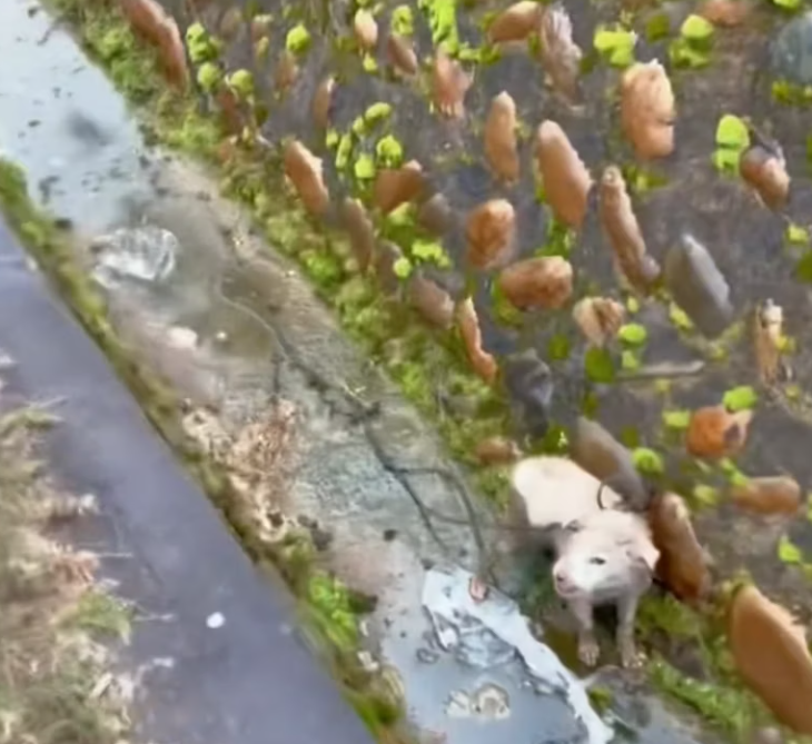 T2101006,A gentle soul with a heartbreaking past some stories start in pain before finding warmth 😢 #dogrescue #hope