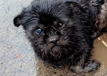 T2101007,A stray dog injured on the roadside suffering quietly while the world rushed past 💔 #animalrescue #dogstory