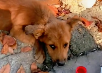 T2101008,Once abandoned and forgotten on the street this dog still believed in kindness 😢 #dogrescue #animalhope