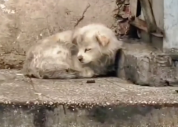 T2101009,Pregnant sick and hiding in an abandoned house her strength was fading fast 💔 #animalrescue #dogstory