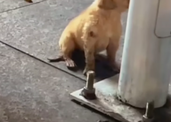 T2101010,Weak and sick on the street this stray dog was waiting for someone to care 😢 #dogrescue #animalstory