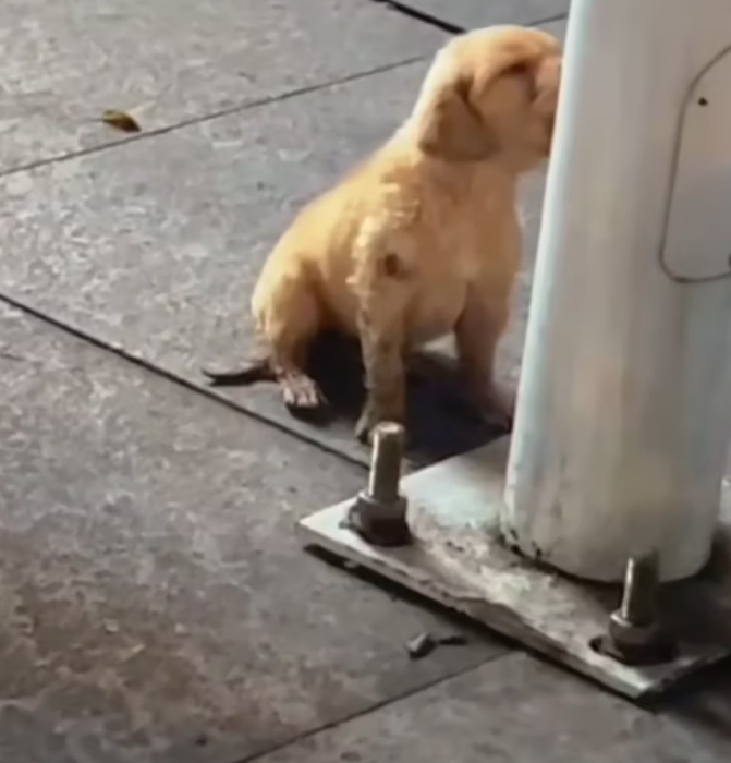 T2101010,Weak and sick on the street this stray dog was waiting for someone to care 😢 #dogrescue #animalstory