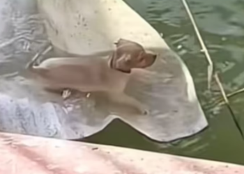 T0201023 He cried, hoping someone would come.