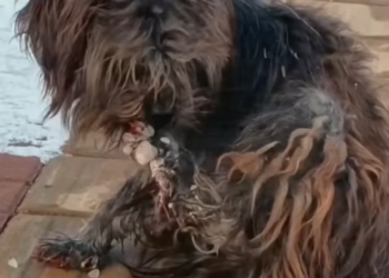 T2101011,Cute moments do not show the loneliness this dog once endured 💔 #animalrescue #lovedogs