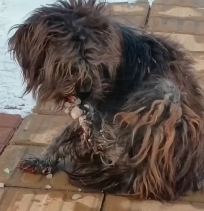 T2101011,Cute moments do not show the loneliness this dog once endured 💔 #animalrescue #lovedogs