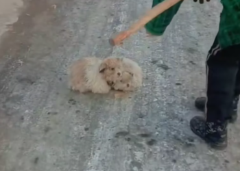 T2101012,Two dogs surrounded by flowers but their past was far from beautiful 😢 #dogrescue #animalstory