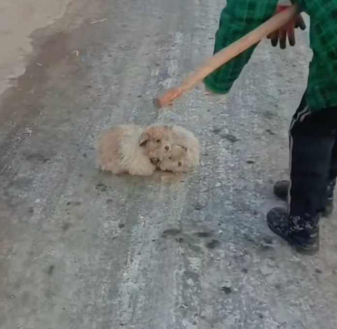 T2101012,Two dogs surrounded by flowers but their past was far from beautiful 😢 #dogrescue #animalstory