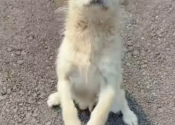 T2101013,A mother risked her life on the street begging strangers for mercy for her babies 💔 #animalmothers #dogrescue