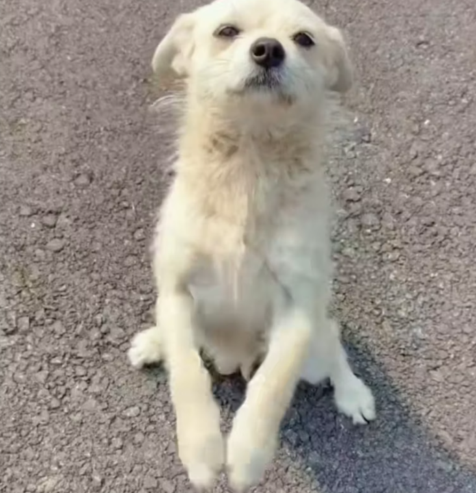 T2101013,A mother risked her life on the street begging strangers for mercy for her babies 💔 #animalmothers #dogrescue