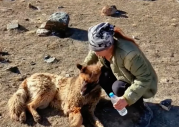 T2101015,Injured and helpless he survived only because someone did not give up on him 💔 #dogrescue #animalhope