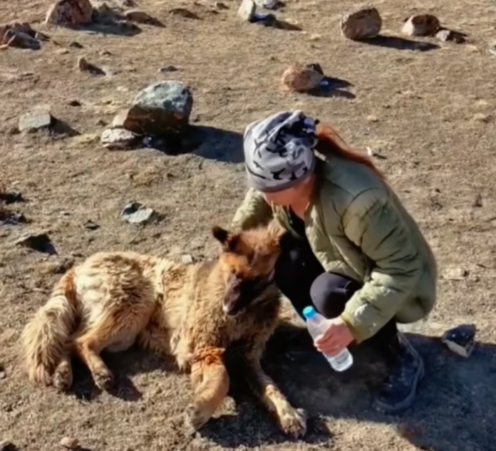 T2101015,Injured and helpless he survived only because someone did not give up on him 💔 #dogrescue #animalhope