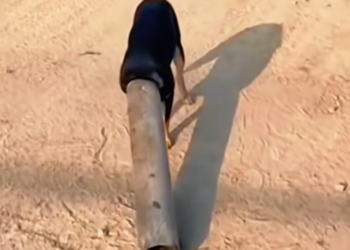 T2101016,Some dogs just want warmth safety and a chance to be loved 😢 #animalrescue #lovedogs