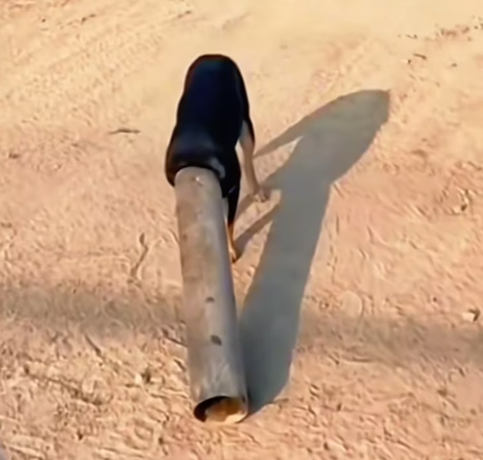 T2101016,Some dogs just want warmth safety and a chance to be loved 😢 #animalrescue #lovedogs