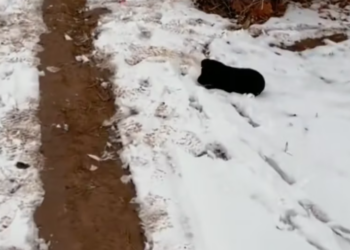 T2101017,Stuck in the snow injured and freezing this stray dog was losing strength 💔 #winterrescue #dogstory