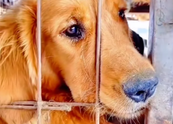 T2101018,Saved from a slaughterhouse his life began again from fear to hope 😢 #animalrescue #secondchance