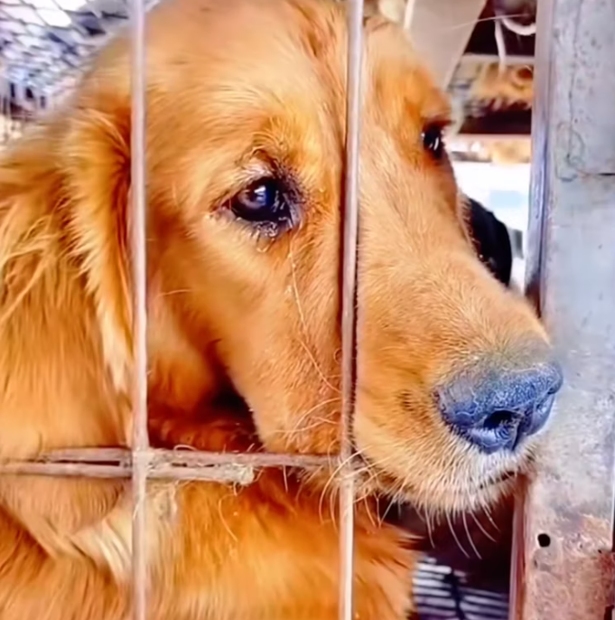 T2101018,Saved from a slaughterhouse his life began again from fear to hope 😢 #animalrescue #secondchance