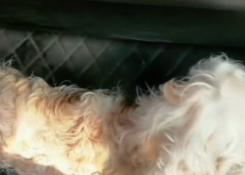 T2101019,Gentle eyes quiet pain even farm animals deserve compassion 💔 #animalrescue #kindness