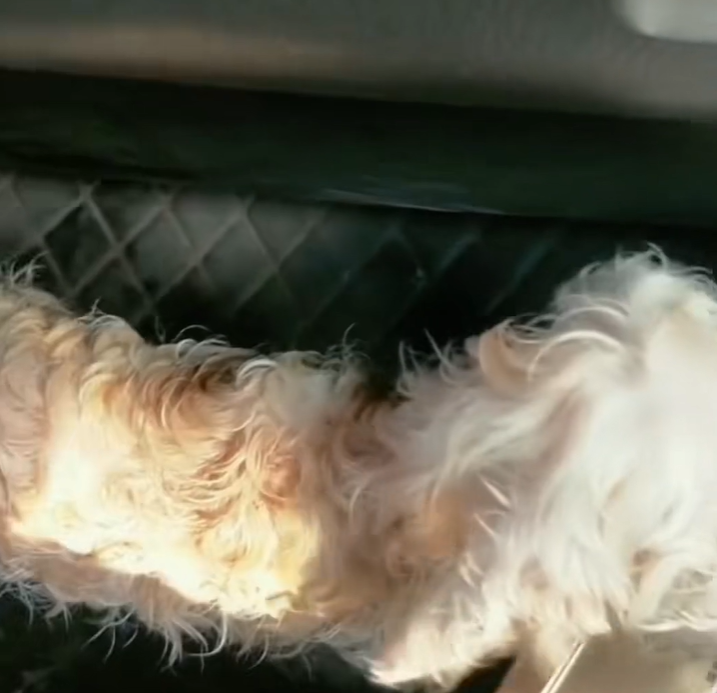 T2101019,Gentle eyes quiet pain even farm animals deserve compassion 💔 #animalrescue #kindness