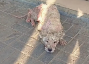 T2101020,Behind this cute moment is a life that once struggled to survive 😢 #animalstory #lovedogs