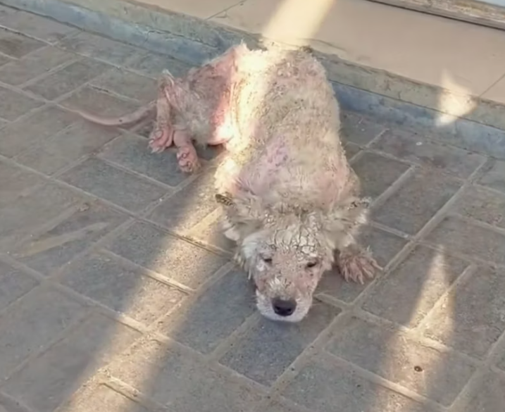 T2101020,Behind this cute moment is a life that once struggled to survive 😢 #animalstory #lovedogs