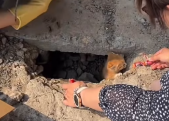 T0201024 Weak, shaking, and screaming for life.