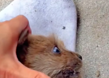 T2101021,Left alone in freezing weather this dog waited for help that almost never came 💔 #winterrescue #dogrescue