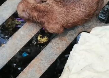 T2101022,Protecting animals starts with noticing their silent suffering 😢 #animalrescue #compassion