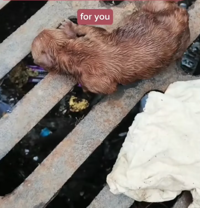 T2101022,Protecting animals starts with noticing their silent suffering 😢 #animalrescue #compassion