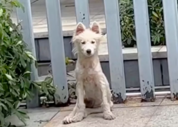 T2101023,Cute videos do not show how close this dog once was to being lost forever 💔 #dogrescue #animalhope