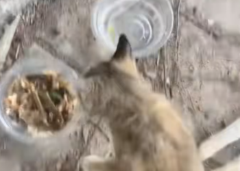 T2101024,No name no story recorded just another life that deserved care and love 💔 #animalrescue #forgotten