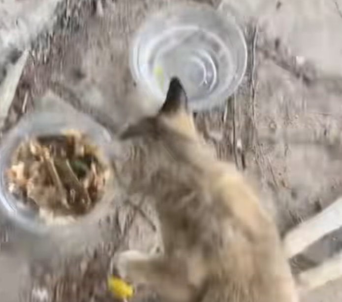 T2101024,No name no story recorded just another life that deserved care and love 💔 #animalrescue #forgotten