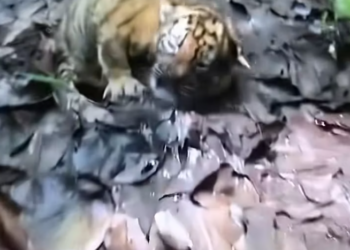 T2101025,Just numbers on a screen but behind them is a life that once needed help 😢 #animalrescue #hope