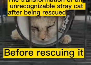 T2101026,This life had no voice only silent fear and waiting 💔 #animalrescue #kindness