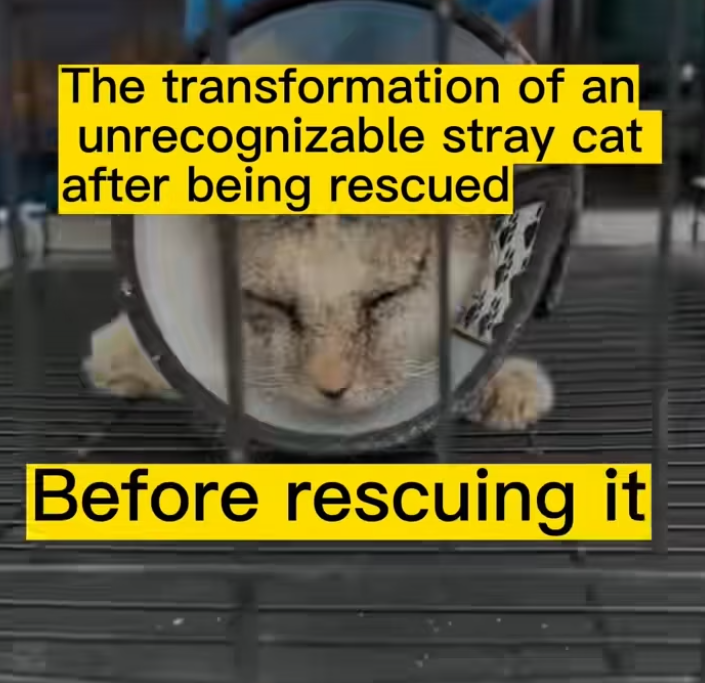 T2101026,This life had no voice only silent fear and waiting 💔 #animalrescue #kindness